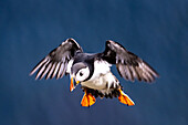 Papageientaucher im Flug, Puffin (Fratercula arctica), Vogelinsel 'Runde', Atlantik, Provinz Moere og Romsdal, Vestlandet, Norwegen