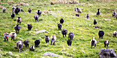 Flock of sheep at Vogelinsel, Runde, west coast, Atlantic, Moere and Romsdal, Norway