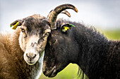Zwei Schafe auf der Vogelinsel 'Runde', Atlantik, Provinz Moere og Romsdal, Vestlandet, Norwegen