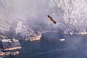 Seeadler im Flug, Haliaeetus albicilla, an der Lundeoera auf der Vogelinsel 'Runde', Atlantik, Provinz Moere og Romsdal, Vestlandet, Norwegen