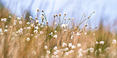 Cotton grass (Eriophorum) on a plateau, Norway