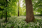 Wild garlic blossom in the forest area &quot;Böfinger Halde&quot;, Ulm, Swabian Jura, Baden-Wuerttemberg, Germany, Europe
