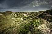 Dune landscape in Norderney, East Frisian Islands, Lower Saxony, Germany, Europe