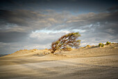 Lone tree in the sand dunes, Borkum, East Frisian Islands, Lower Saxony, Germany, Europe