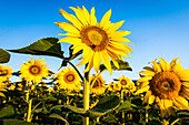 „Eine Sonnenblume in einem Sonnenblumenfeld mit einer Hummel“, Schweiz