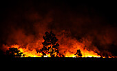 „Bush Inferno“, brennende Felder in der Nacht, Bauern brennen ihre Felder nieder, um sie zu düngen, Primavera, Vichada, Kolumbien