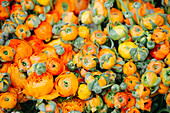 Utrecht, The Netherlands, Orange Ranculus on sale at the farmers marker