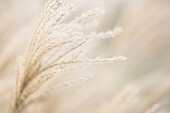 Gouda, The netherlands, Brown grass  against sunseu low aperture