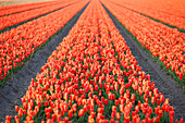 Lisse, Niederlande, Tulpenfeld, tief orangefarbene Tulpen