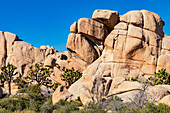 Striking rock formations and bushes with a blue sky in Joshua Tree National Park in California, USA