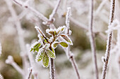 Completely frozen leaves of a shrub with ice crystals and extended depth of field, Germany