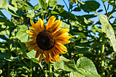 Blooming sunflower in sunny day in the field