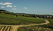 Weinanbau am Fuß des Niederwaldes, im Hintergrund die Abtei St. Hildegard, Welterbe Oberes Mittelrheintal, Rüdesheim, Hessen, Deutschland