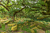 Woodland area of Wistmans Wood, Dartmoor, Devon, England, Great Britain, Europe