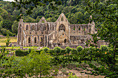 Die Klosterruine Tintern Abbey im Wye Valley, Tintern, Monmouth, Wales, Großbritannien, Europa