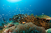 Biodiverse coral reef, Raja Ampat, West Papua, Indonesia