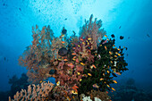 Buntes Korallenriff, Raja Ampat, West Papua, Indonesien