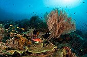 Colorful Coral Reef, Raja Ampat, West Papua, Indonesia
