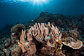 Leather coral on reef, Raja Ampat, West Papua, Indonesia