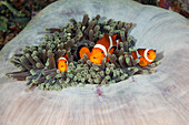 Orange ringed anemonefish, Amphiprion ocellaris, Raja Ampat, West Papua, Indonesia