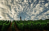 View in the evening light over a vineyard to the Niederwald Monument, Rüdesheim, Upper Middle Rhine Valley, Hesse, Germany,