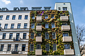 Green facade in the Pannierstrasse in Berlin-Neukölln, , facade greening, facade planting, climate protection