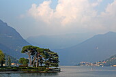 Pine trees in Villa Dozzio Park, Como, Lake Como, Lombardy, Italy