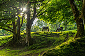 Pferde auf einer Lichtung im Wald, Dartmoor, Devon, England, Großbritannien, Europa  