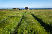 View of Tantallon Castle with a field of wheat in the foreground, North Berwick, East Lothian, Scotland, United Kingdom