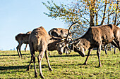 Augsburg, Western Forests Nature Park, with a herd of deer, in a showdown, Bavaria