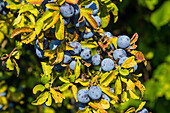 Schlehdorn, reife Früchte, zum Brennen von Schlehengeist, im Herbst, Bayern, Deutschland