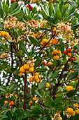 Baum Erdbeeren, Erdbeerbaum, westlicher Hagapfel, Landbeere, Meerkirsche oder Sandbeere, seltene Frucht, im Küstengebirge der Costa Blanca, Herbst, Spanien