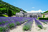 Abtei von Sénanque, Abbaye Notre-Dame de Sénanque, Klosterkirche, Luberon, Provence, Frankreich zur Lavendelblüte