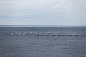 Drake Passage or Drake Strait between Argentina and Antarctica; large group or pod of humpback whales en route to Antarctica