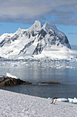 Antarktis; antarktische Halbinsel; Petermann Island; Eselspinguin allein unterwegs auf dem Weg zum Wasser