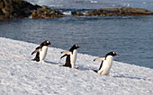 Antarctic; Antarctic Peninsula; Peterman Island; three gentoo penguins on their way to the water