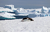 Antarktis; antarktische Halbinsel; Port Charcot; erschöpfter Eselspinguin im Schnee; ruht sich aus