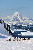 Antarctic; Antarctic Peninsula; Port Charcot; a group of gentoo penguins in the snow; in the background mountains and icebergs