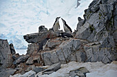 Antarctic; Antarctic Peninsula at Orne Harbour; Chinstrap penguins on a rock