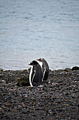 Antarctic; south Shetland Islands; Deception Island; Phone Bay; Gentoo penguin couple on the shore of the bay