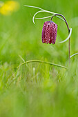 Chess flower, also checkerboard flower or lapwing egg, Fritillaria meleagris