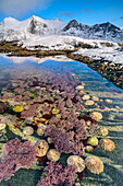 Tidal pools with limpets and corals, snowy mountains in the background, Mefjord, Senja, Troms og Finnmark, Norway