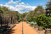 In the garden of Babylonstoren, old farm, wine farm, Franschhoek, Western Cape Province, Stellenbosch, Cape Winelands, South Africa, Africa