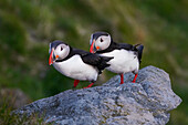 Norwegen, Møre og Romsdal, Insel 'Runde' bei Alesund, Papageientaucher