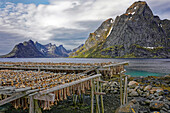 Norwegen, Nordland, Lofoten, Moskenes, Fischerdorf Reine, Stockfisch beim Trocknen