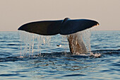 Norway, Vesteralen, Andenes, midnight whale safari, young sperm whale diving