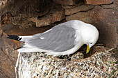 Norway, Ekkerøy on the Varangerfjord, nesting rocks of kittiwakes