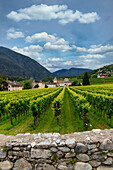 Weinberg rund um das Kloster Neustift, im Sommer. Kloster Neustift, Brixen, Südtirol, Italien