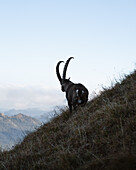 Ibex at Augstmatthorn, Habkern, Switzerland