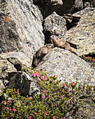 Murmeltiere in den Stubaier Alpen, Neustift im Stubaital, Tirol, Österreich